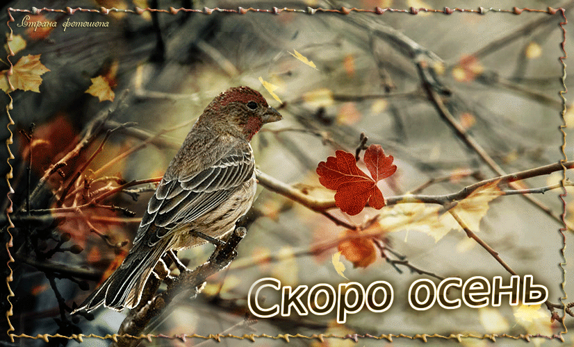 Скоро лист. Скоро осень. Осень скоро осень. Скоро осень анимация. Скоро осенью