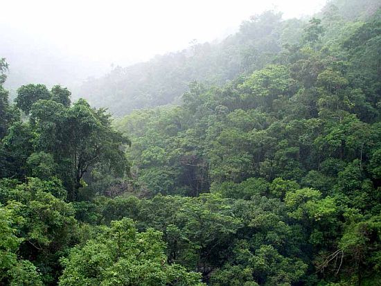 Дождевые леса Амазонии – настоящее джунгли, раскинувшиеся вокруг реки амазонки